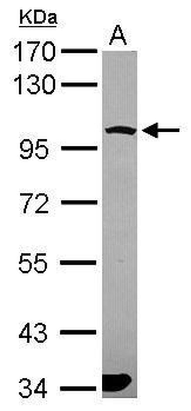 PCDHGA6 Antibody in Western Blot (WB)