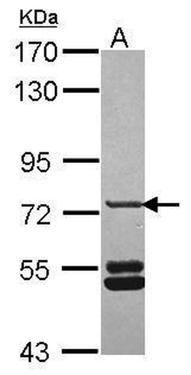 SNX33 Antibody in Western Blot (WB)