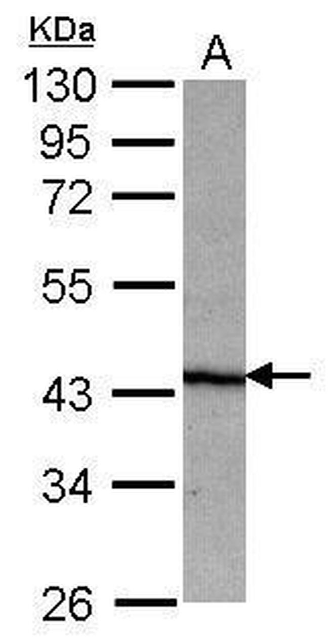 NO66 Antibody in Western Blot (WB)