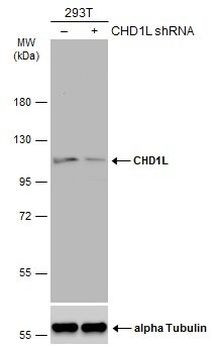 CHD1L Antibody