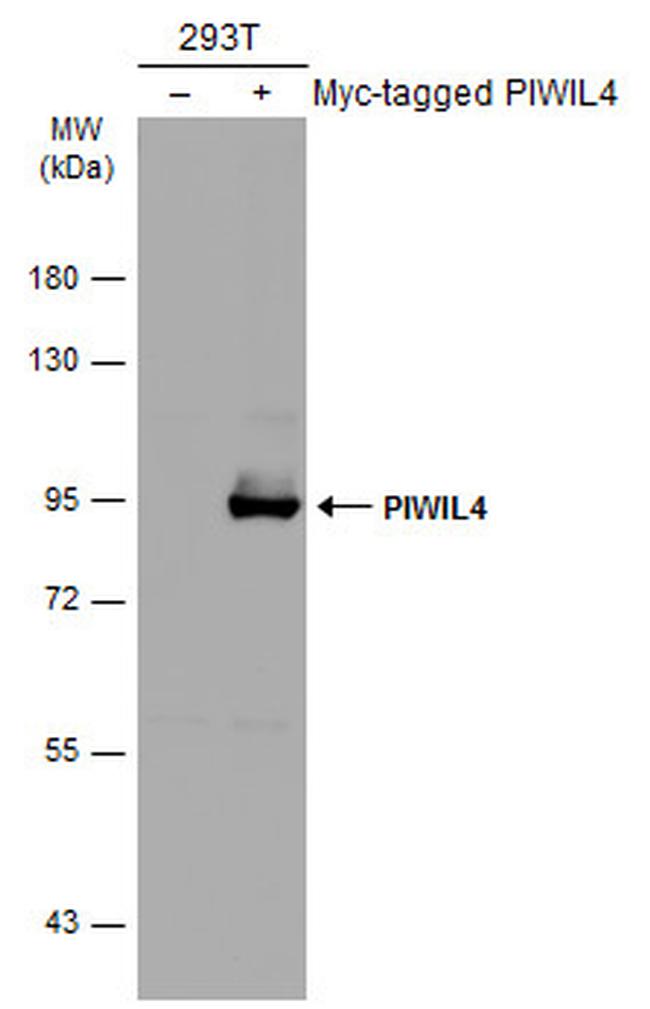 PIWIL4 Antibody in Western Blot (WB)