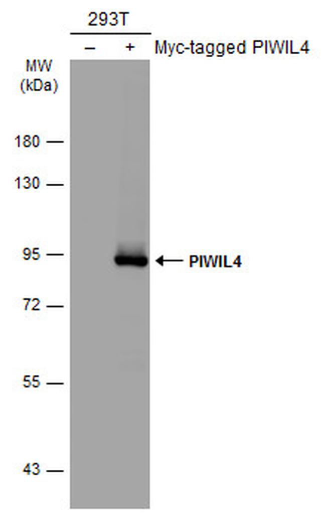 PIWIL4 Antibody in Western Blot (WB)