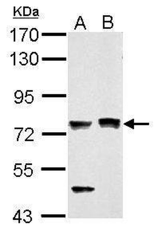 PASD1 Antibody in Western Blot (WB)