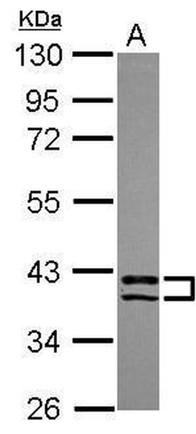 PDLIM2 Antibody in Western Blot (WB)