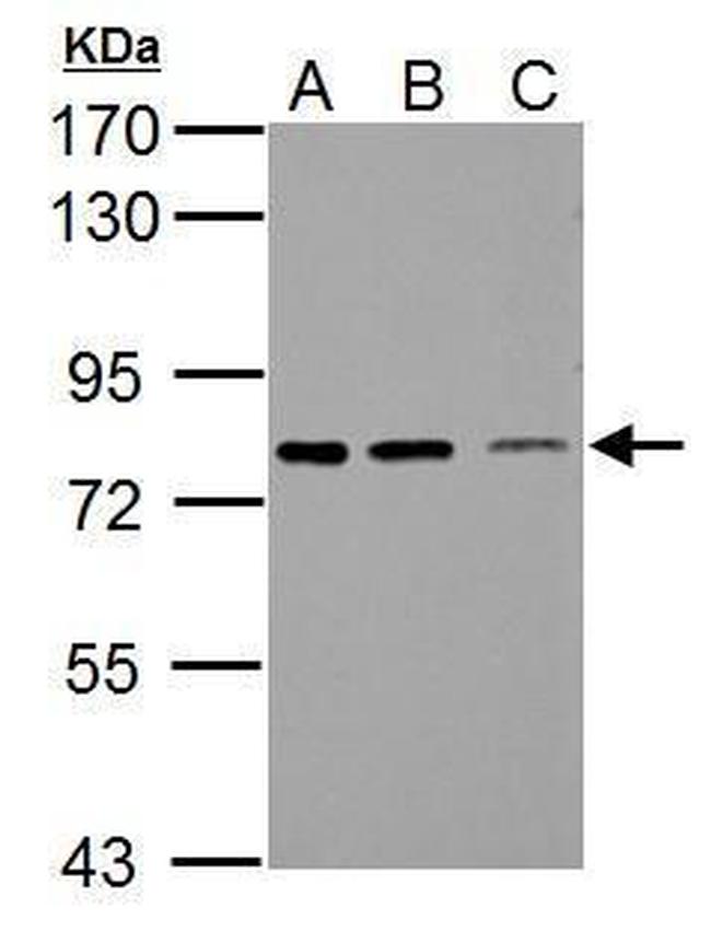 SSX2IP Antibody in Western Blot (WB)