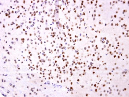 OTP Antibody in Immunohistochemistry (Paraffin) (IHC (P))