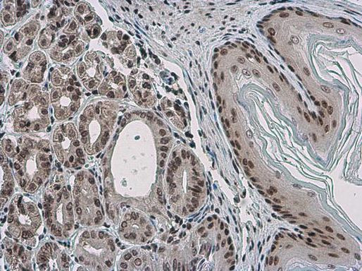 PYGO2 Antibody in Immunohistochemistry (Paraffin) (IHC (P))