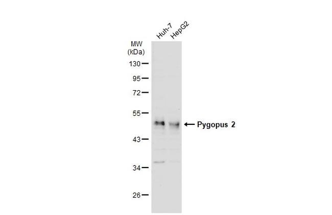 PYGO2 Antibody in Western Blot (WB)