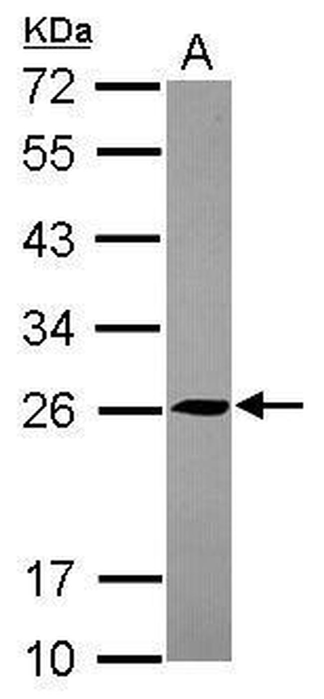 TMED5 Antibody in Western Blot (WB)