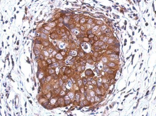 DCUN1D2 Antibody in Immunohistochemistry (Paraffin) (IHC (P))