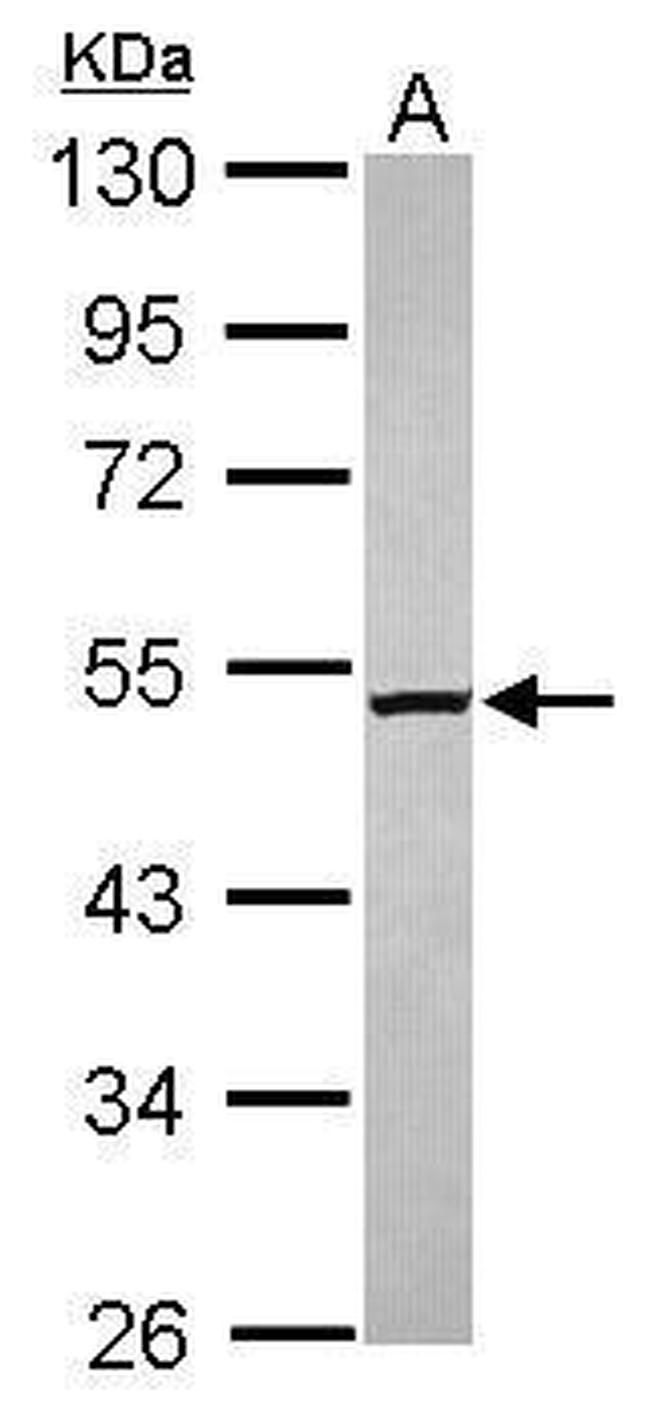 M1AP Antibody in Western Blot (WB)