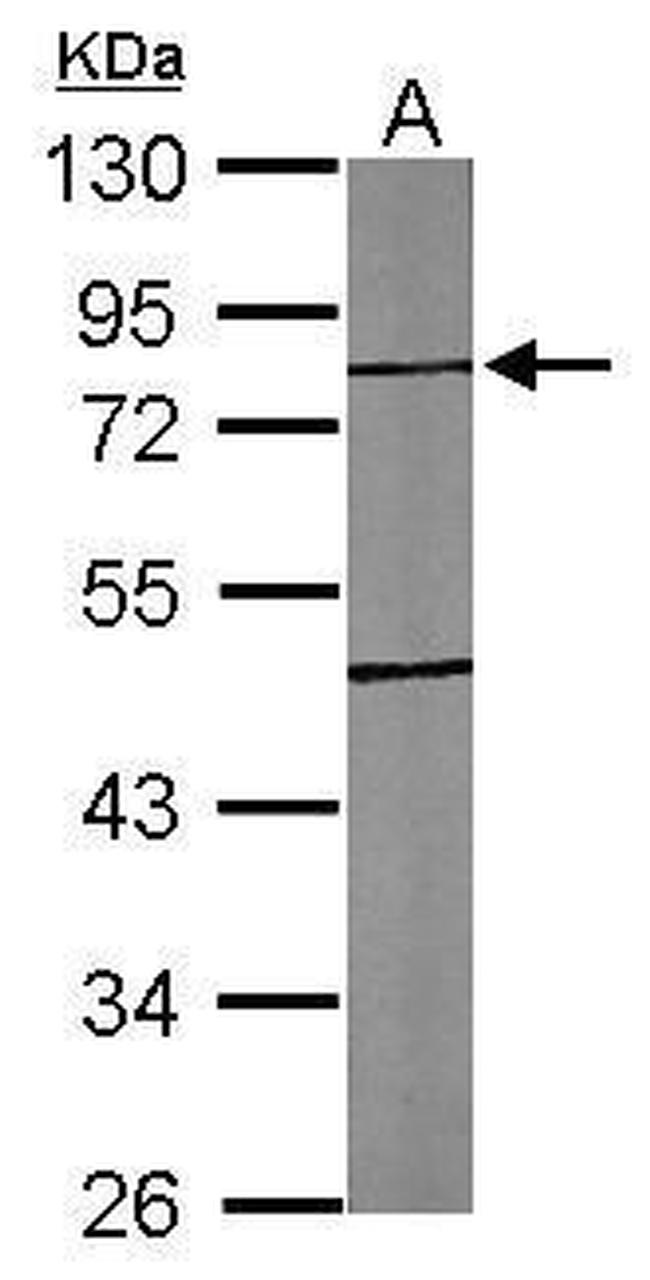 TTLL10 Antibody in Western Blot (WB)