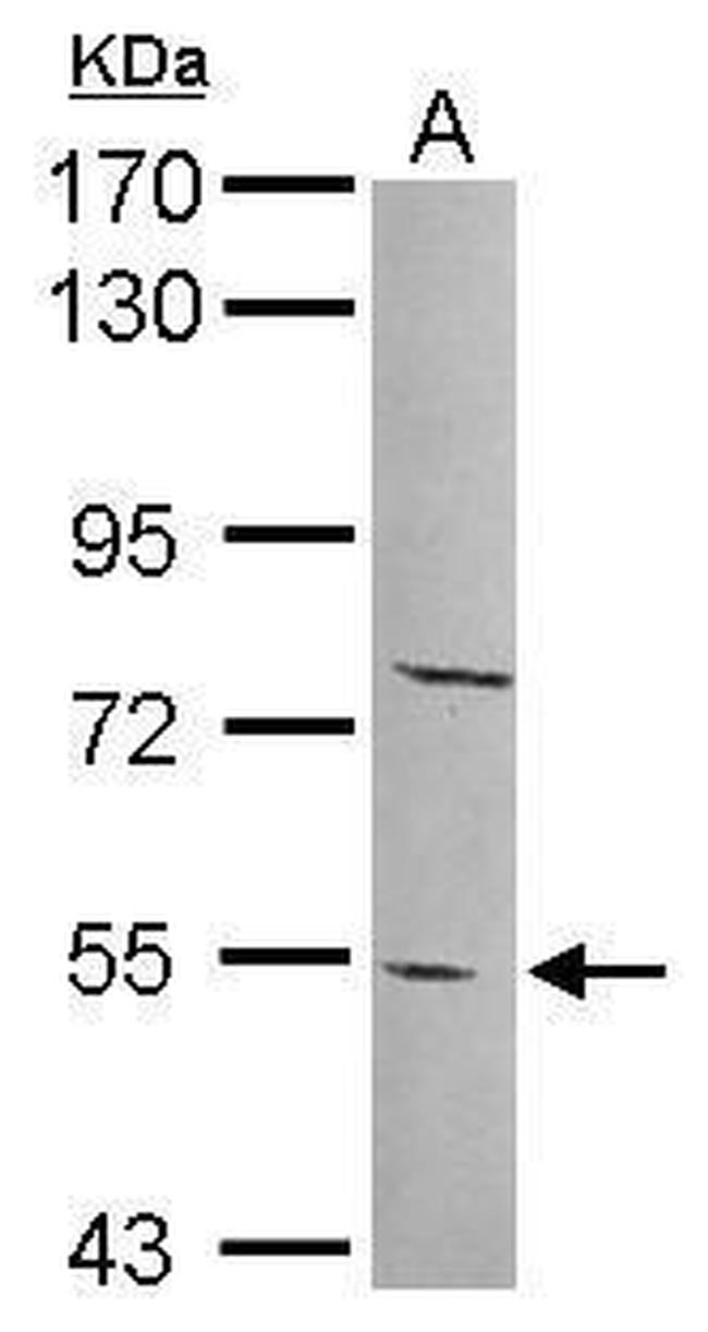 PYROXD2 Antibody in Western Blot (WB)