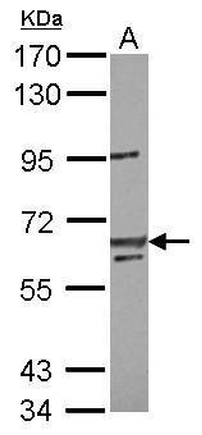 LIN54 Antibody in Western Blot (WB)