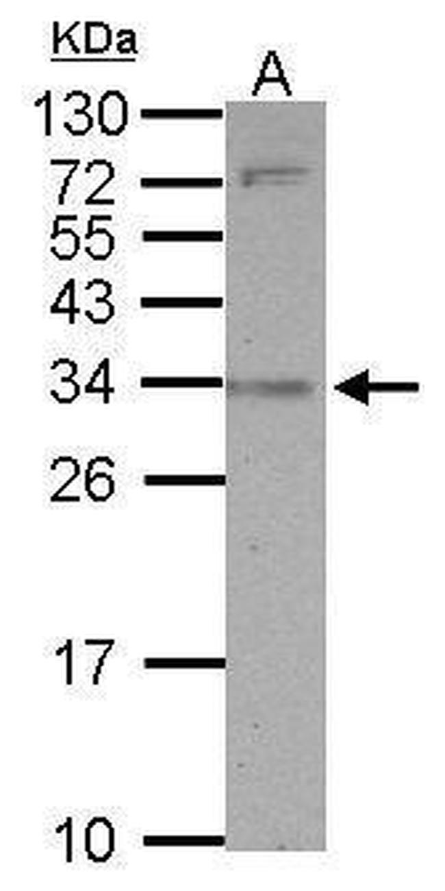 SLAMF9 Antibody in Western Blot (WB)