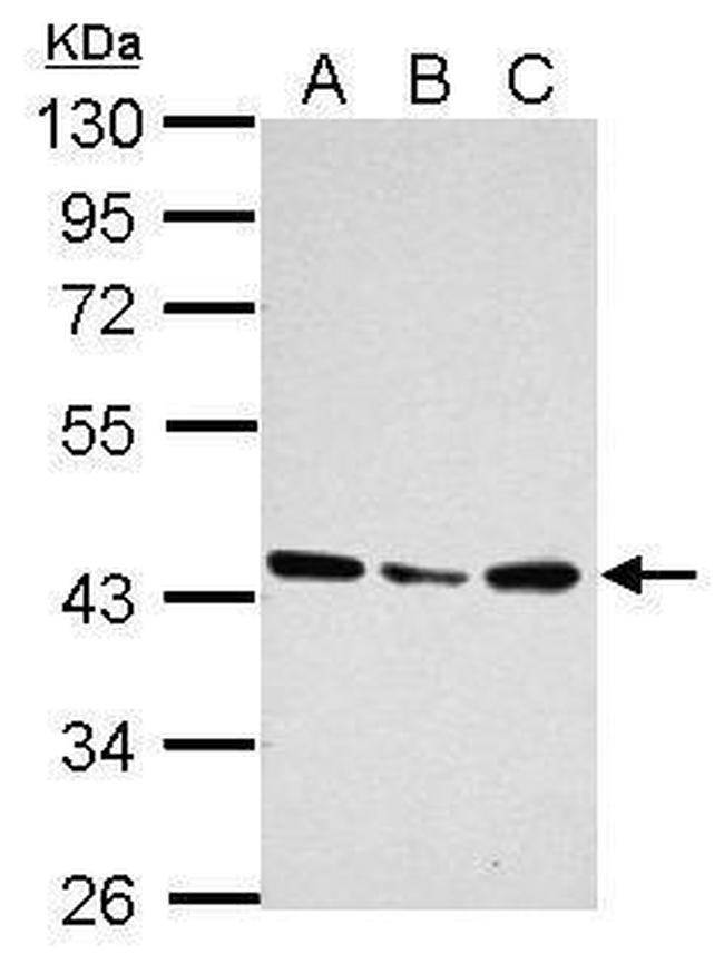 UBXN1 Antibody in Western Blot (WB)