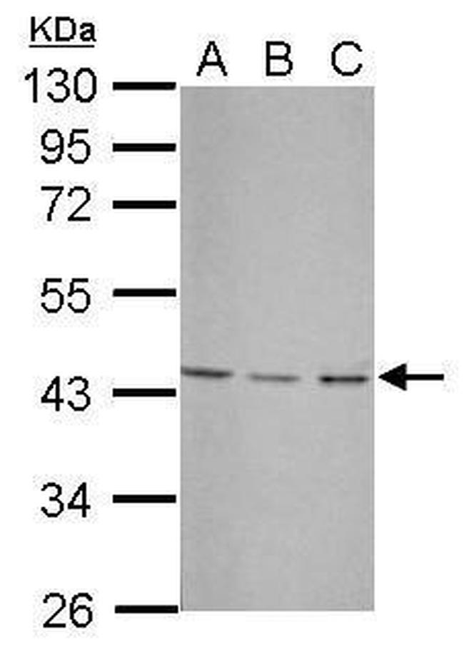 UBXN1 Antibody in Western Blot (WB)