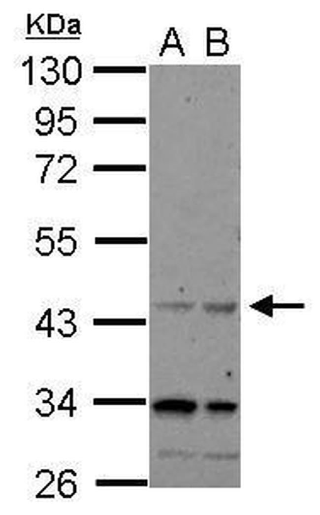 CHRFAM7A Antibody in Western Blot (WB)