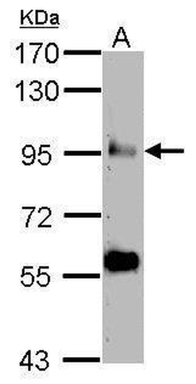 COG3 Antibody in Western Blot (WB)