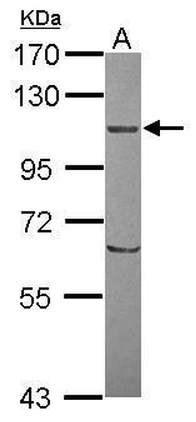 ORP8 Antibody in Western Blot (WB)