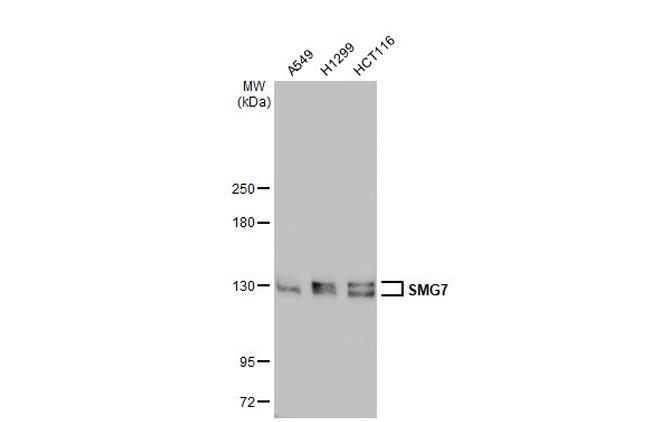 SMG7 Antibody in Western Blot (WB)