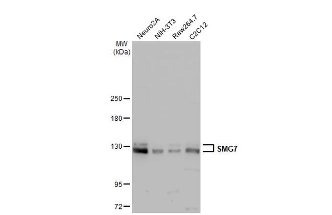 SMG7 Antibody in Western Blot (WB)