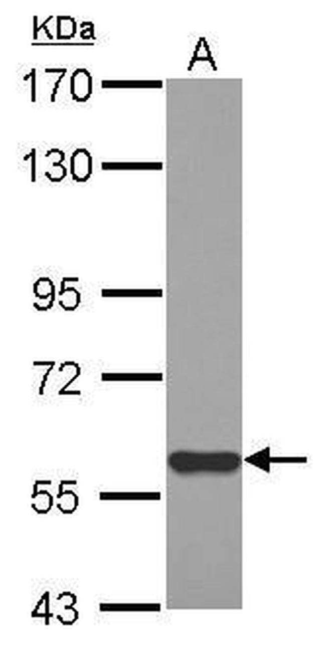 MIER3 Antibody in Western Blot (WB)