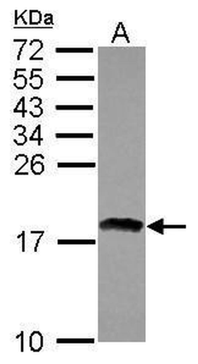 RAX2 Antibody in Western Blot (WB)