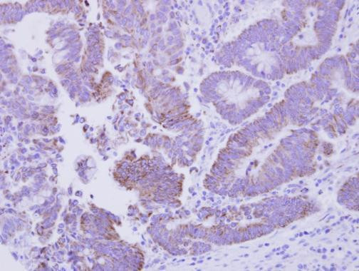 CISD2 Antibody in Immunohistochemistry (Paraffin) (IHC (P))