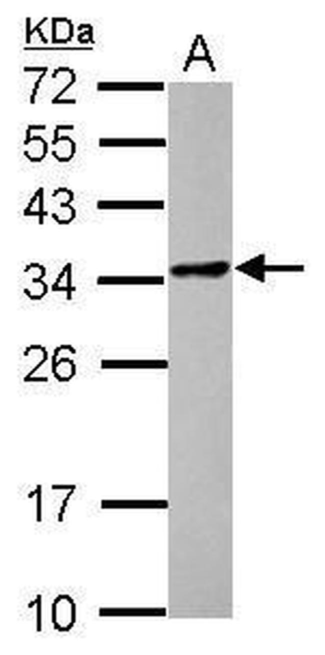 POMZP3 Antibody in Western Blot (WB)