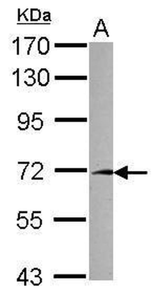 FAM116A Antibody in Western Blot (WB)