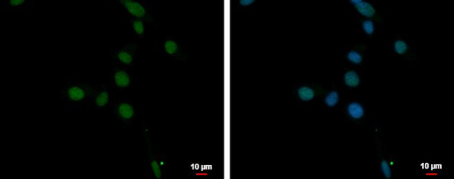 ANKRD32 Antibody in Immunocytochemistry (ICC/IF)