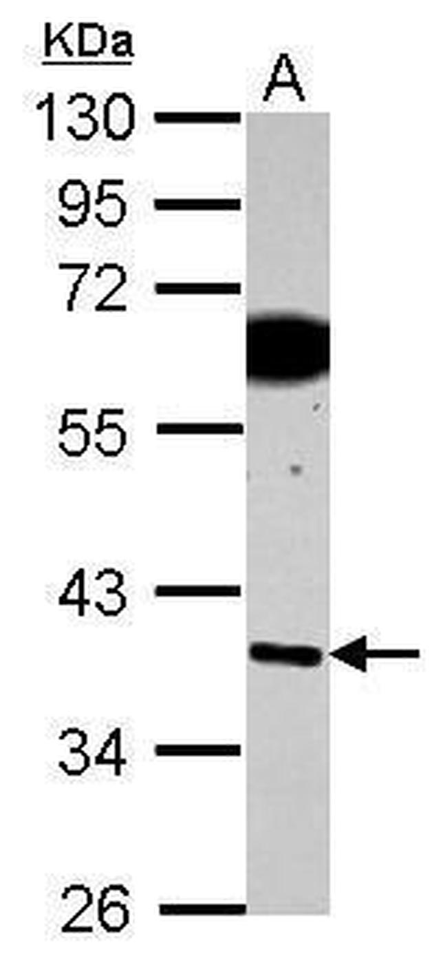 SDF4 Antibody in Western Blot (WB)