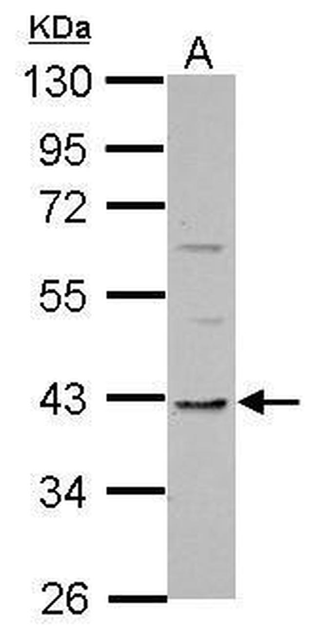 TMEM59L Antibody in Western Blot (WB)