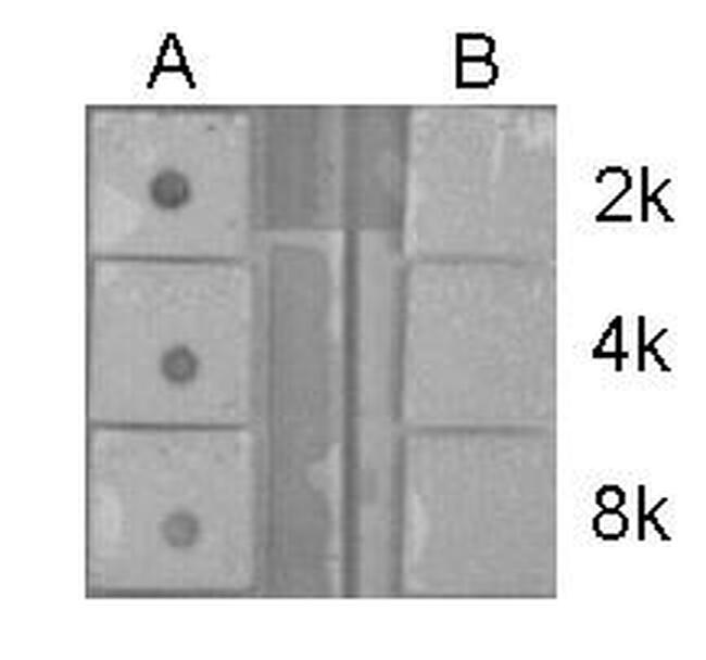 H4ac pan-acetyl (K5,K8,K12,K16) Antibody in Dot Blot (DB)