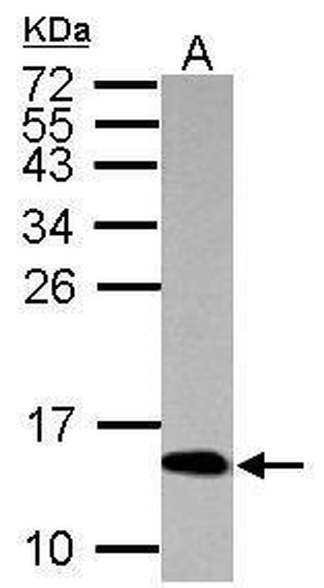 H4ac pan-acetyl (K5,K8,K12,K16) Antibody in Western Blot (WB)