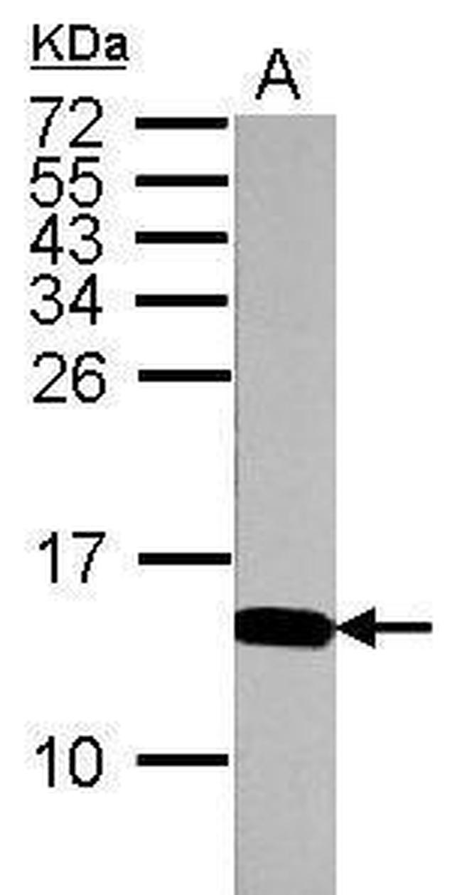 H4ac pan-acetyl (K5,K8,K12,K16) Antibody in Western Blot (WB)