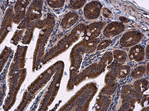 LRRC59 Antibody in Immunohistochemistry (Paraffin) (IHC (P))