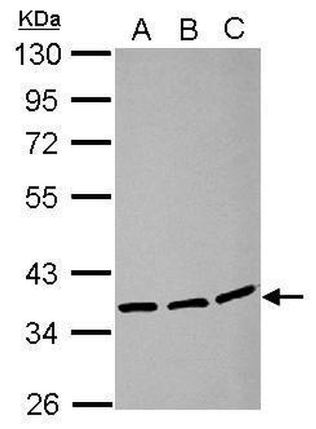 LRRC59 Antibody in Western Blot (WB)