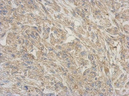 RNase11 Antibody in Immunohistochemistry (Paraffin) (IHC (P))