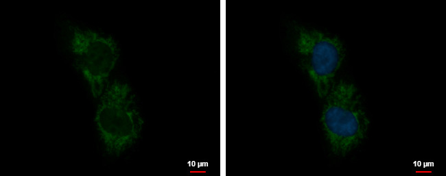 C5orf54 Antibody in Immunocytochemistry (ICC/IF)