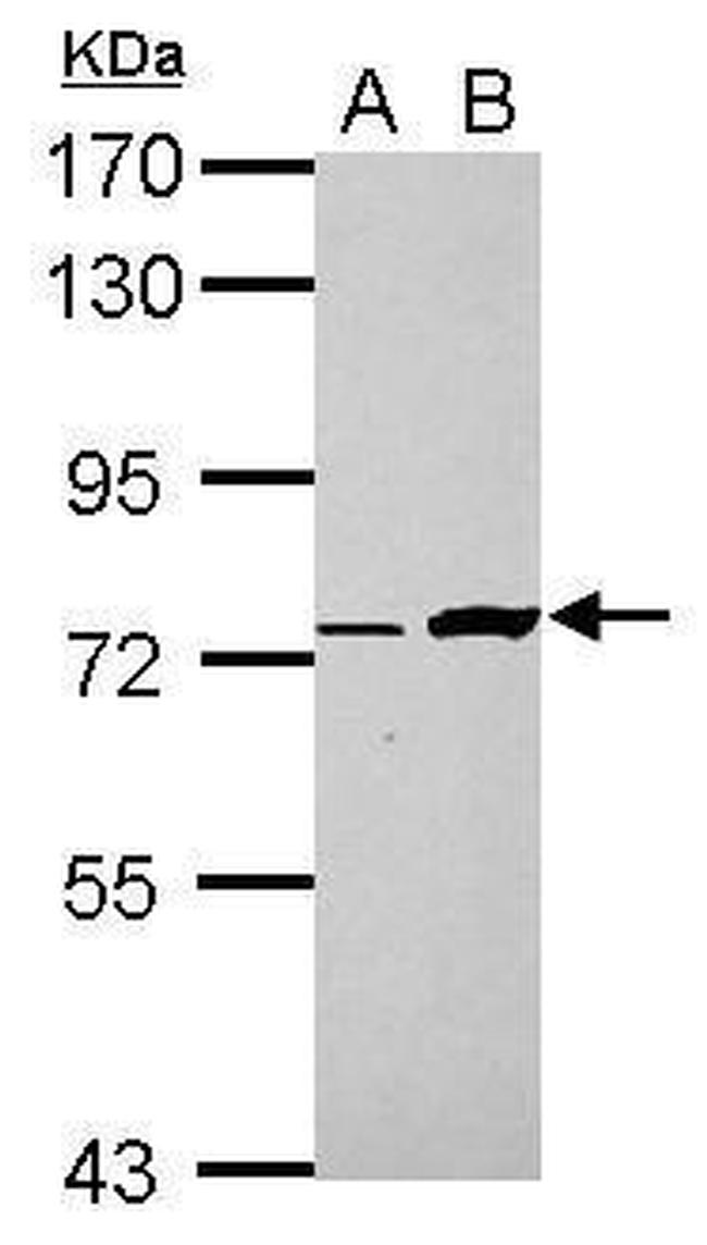 C5orf54 Antibody in Western Blot (WB)