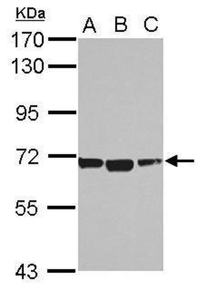 ACSM1 Antibody in Western Blot (WB)