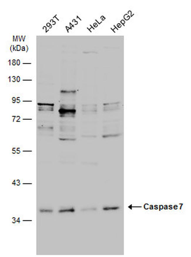 Caspase 7 p11 Antibody in Western Blot (WB)