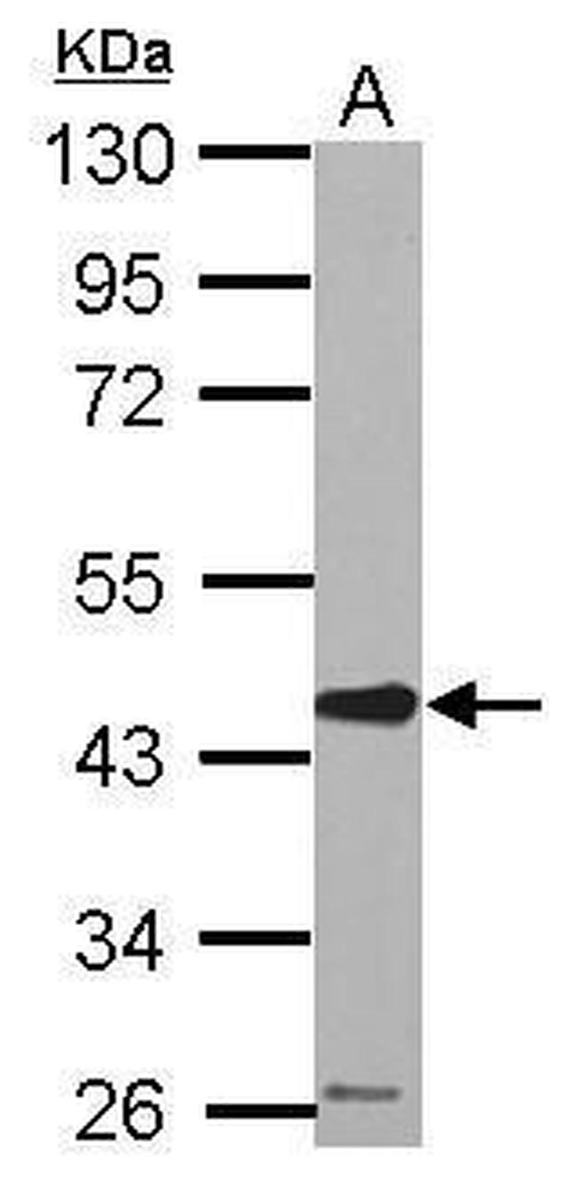 SERPINE2 Antibody in Western Blot (WB)