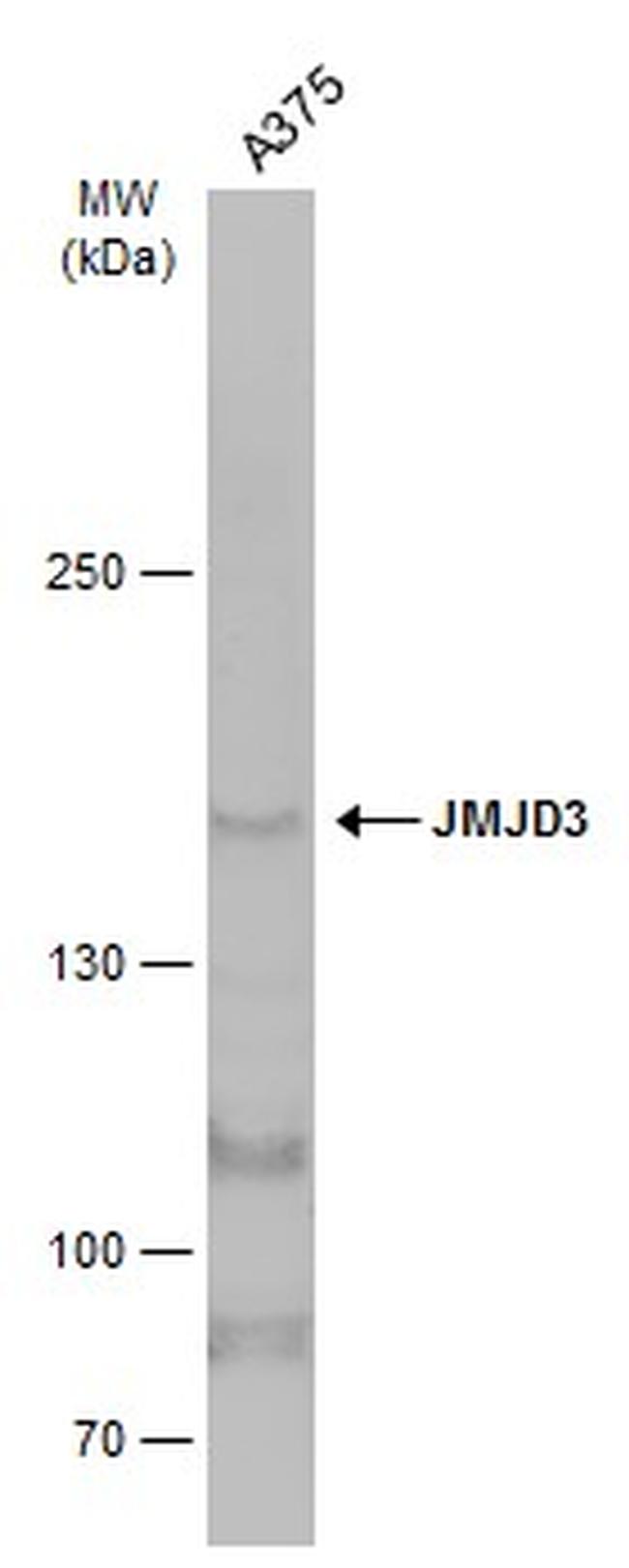 JMJD3 Antibody in Western Blot (WB)