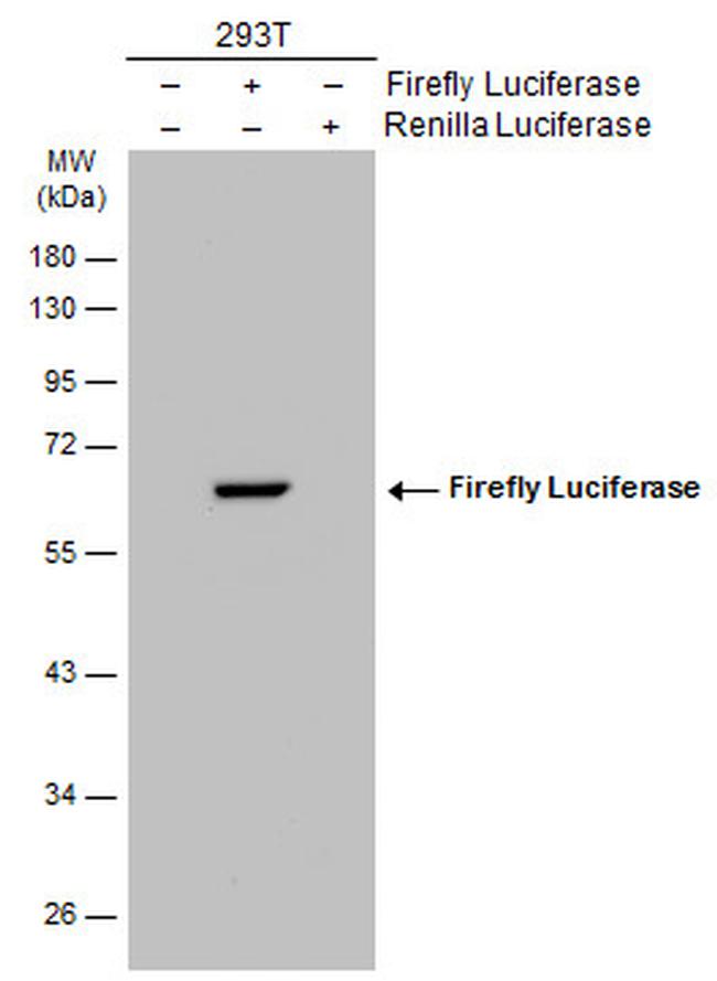 Firefly luciferase Antibody in Western Blot (WB)