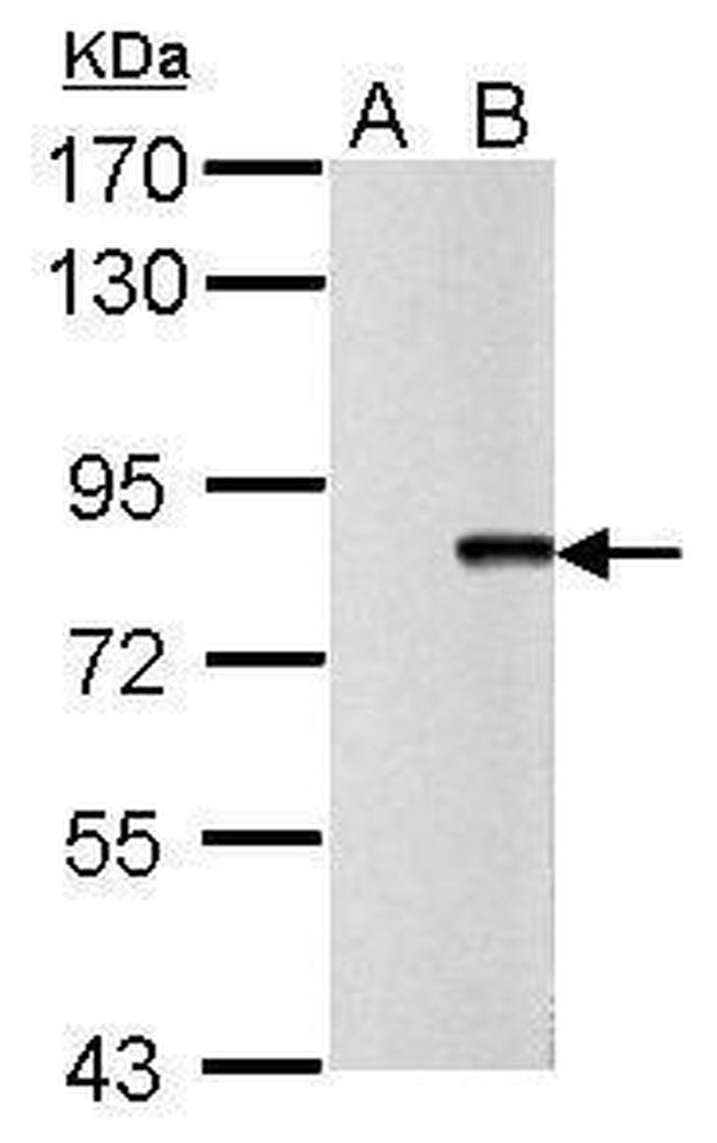 Influenza A PB2 Antibody in Western Blot (WB)