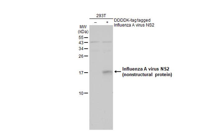 Influenza A NS2 Antibody in Western Blot (WB)
