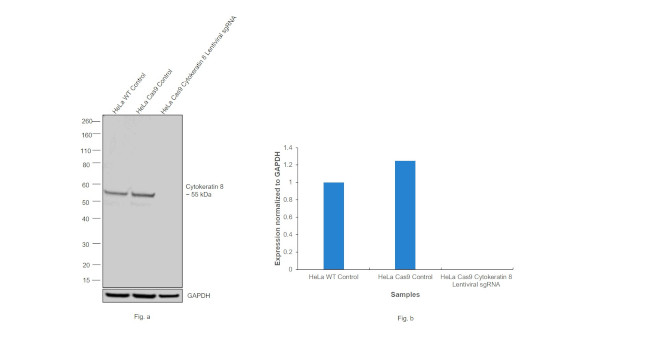 Cytokeratin 8 Antibody